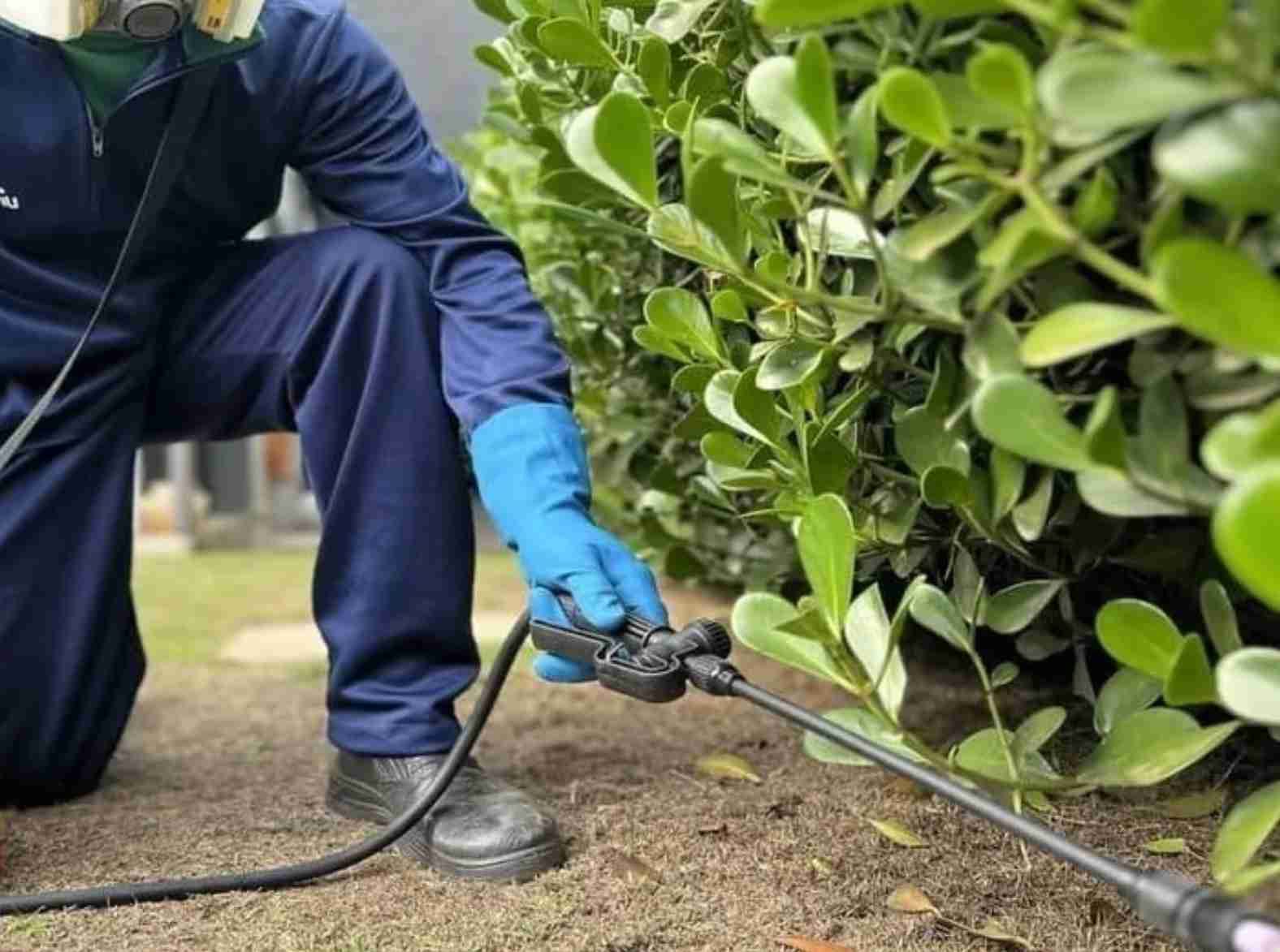 Truly Nolen Cuiabá alia experiência internacional e conhecimento local no controle de pragas